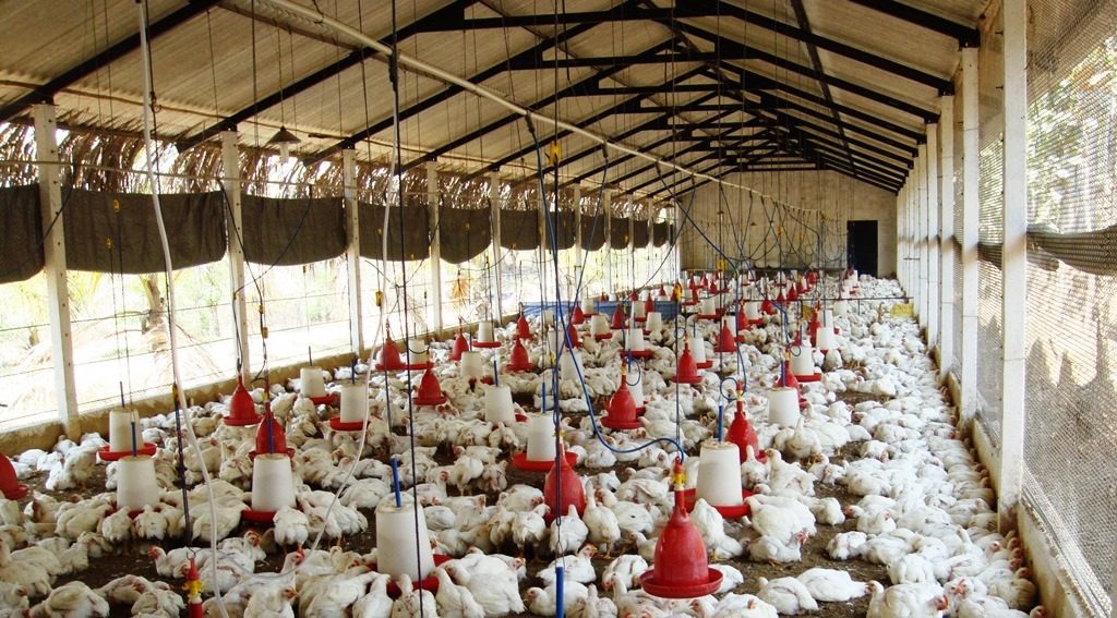 Free Poultry Farming Guide PDF