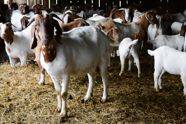sample goat farming business plan in nigeria