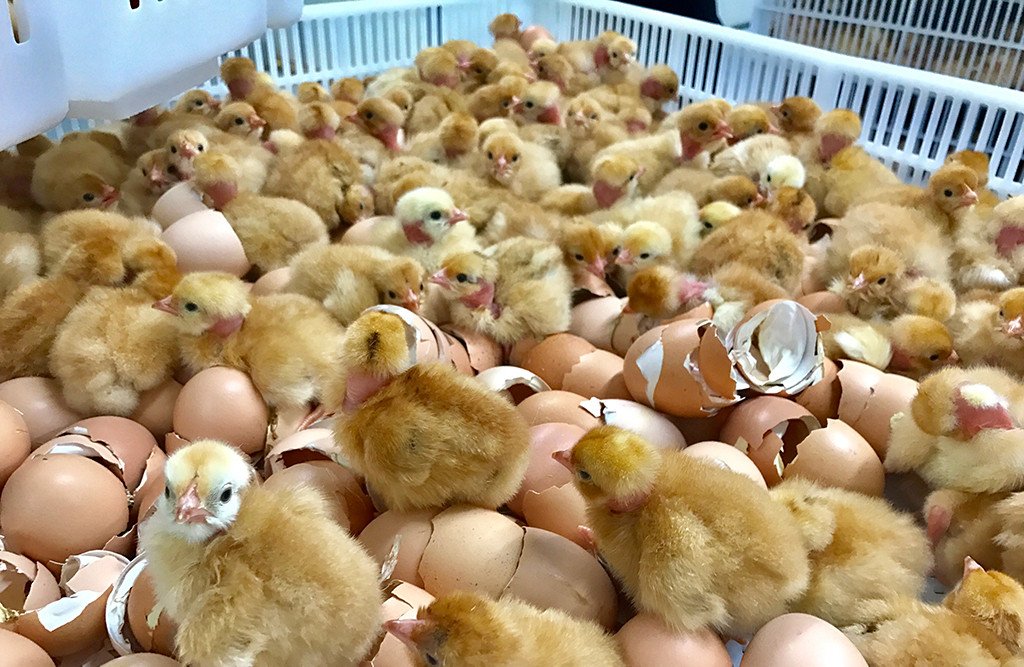 business plan for a chicken hatchery