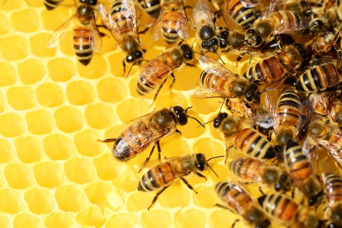 Honey Beekeeping Farming Business Plan