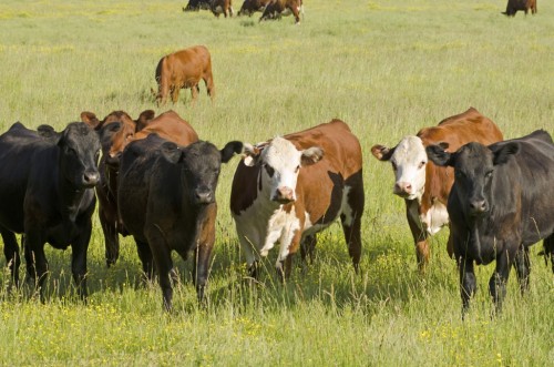 Livestock Farming Business Plan