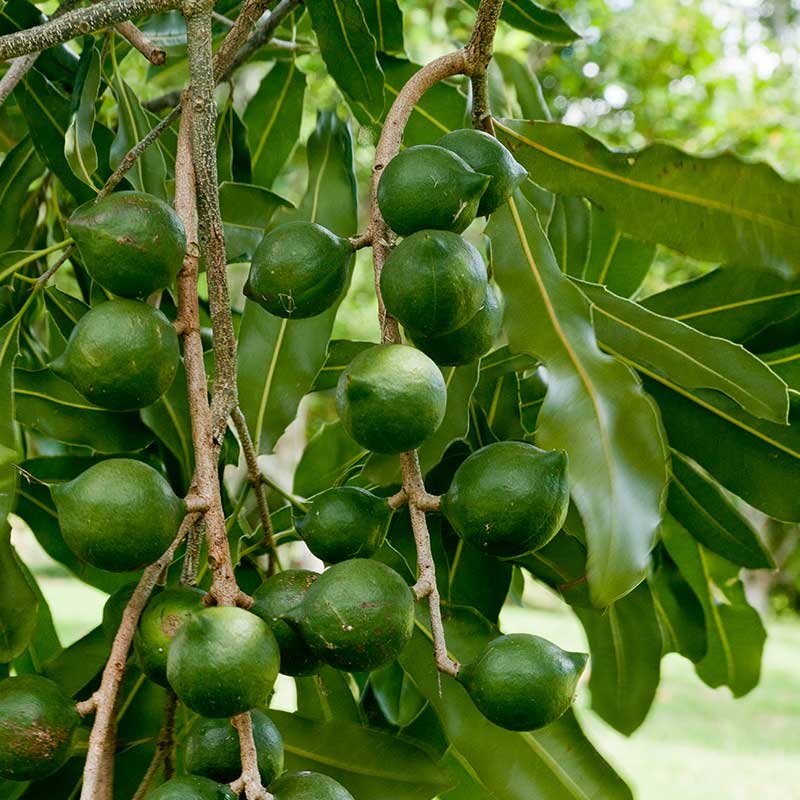 Starting Macadamia Nuts Farming Business Plan (PDF) Global