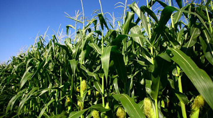 maize growing business plan