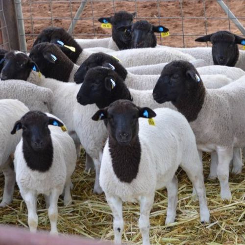 Mutton Sheep Farming Business Plan