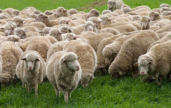 Starting Sheep Farming Business Plan (PDF) - StartupBiz Global