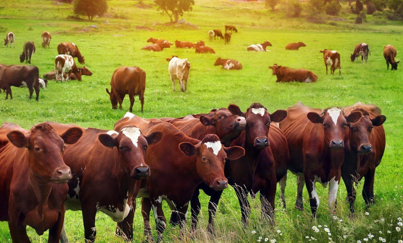 beef cattle farming business plan