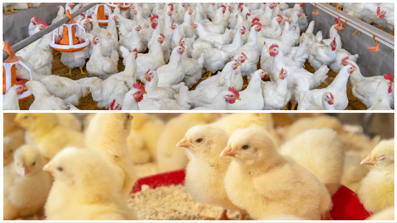 broiler poultry farming business plan
