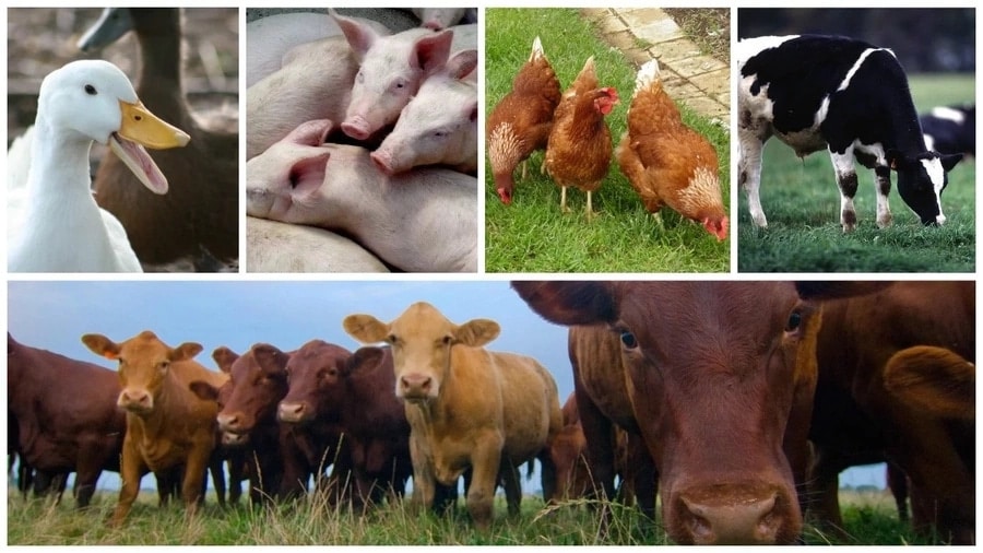 livestock farming business ideas